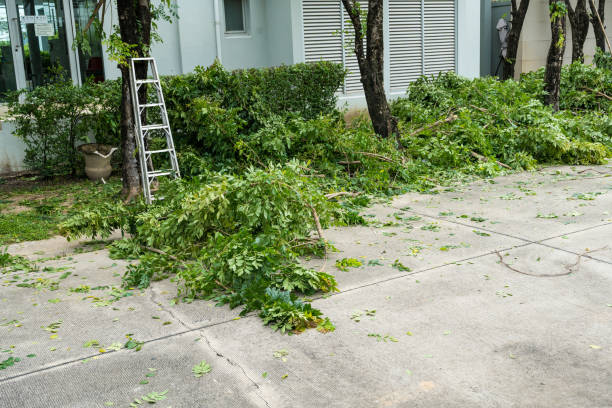 Best Utility Line Clearance  in Ely, MN